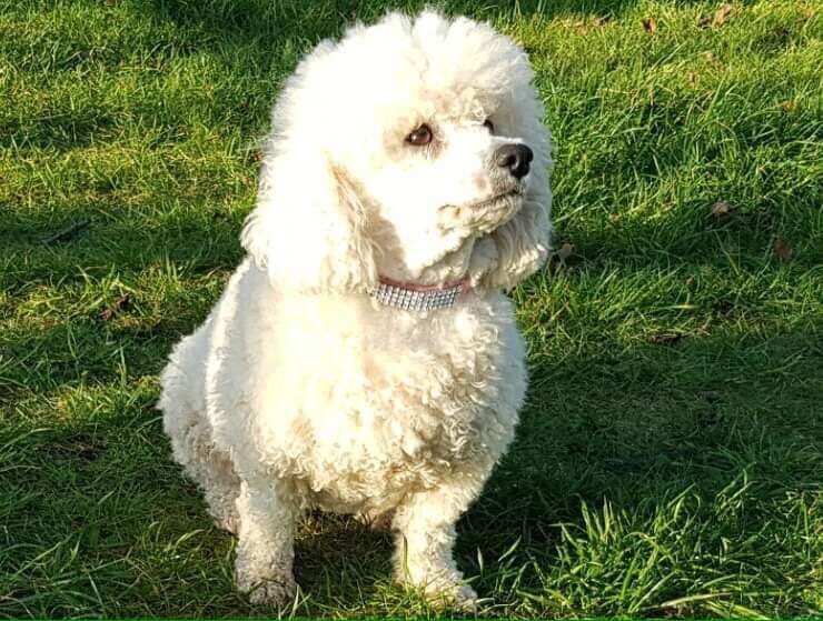 miniature poodle gumtree